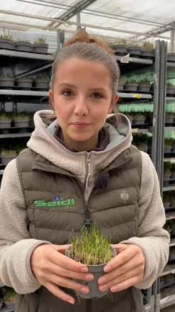 Dehner Gourmet Garten Schnittknoblauch