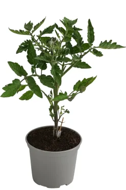 Dehner Gourmet Garten Steaktomate, veredelt