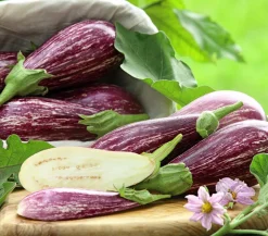 Dehner Gourmet Garten Tigeraubergine