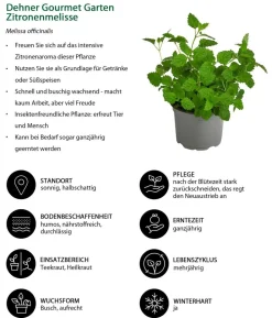 Dehner Gourmet Garten Zitronenmelisse