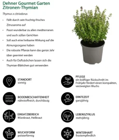 Dehner Gourmet Garten Zitronen-Thymian