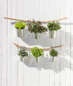 Dehner Gourmet Garten Zitronenverbene