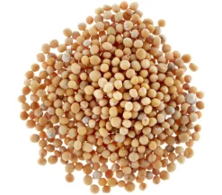 Dehner Gründüngung Gelbsenf, 80 g