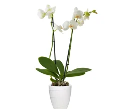 Dehner Keramik-Übertopf Rille, konisch, ca. Ø13 cm