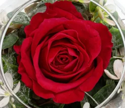 Dehner Kugelglas mit Longlife-Rose Diana, rot, ca. Ø10/H10 cm