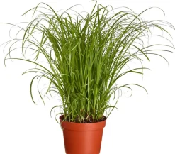 Dehner Lieblinge Katzengras - Cyperus zumula