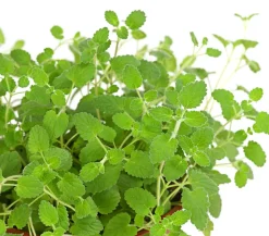 Dehner Lieblinge Katzenminze - Nepeta cataria