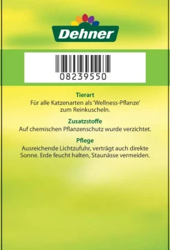 Dehner Lieblinge Katzenminze - Nepeta cataria