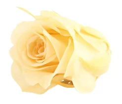 Dehner Longlife-Rose, ca. Ø3 cm
