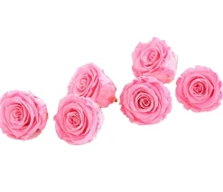 Dehner Longlife-Rose, ca. Ø6 cm