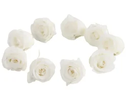 Dehner Longlife-Rose, ca. Ø3 cm