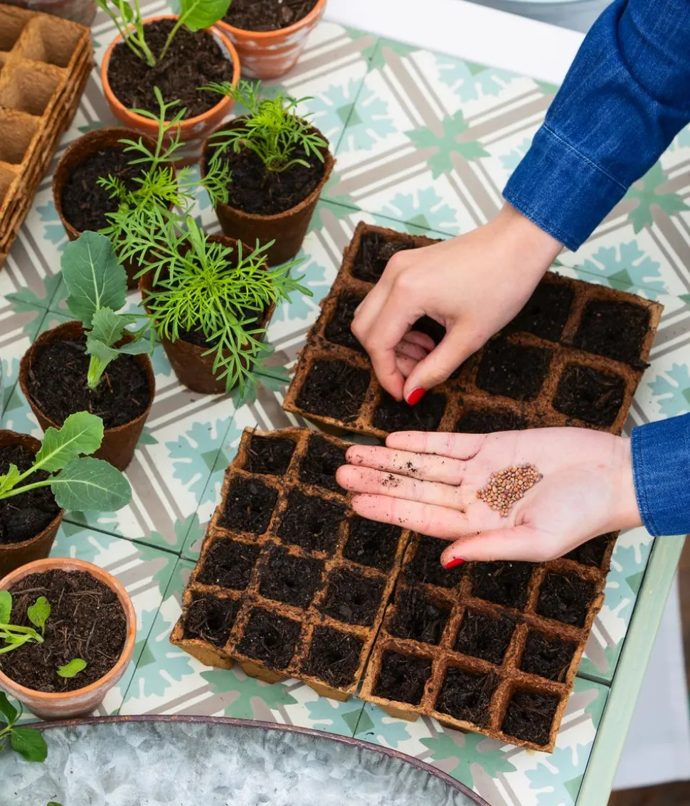 Dehner Premium Samen Einlegegurke 'Profi F1'