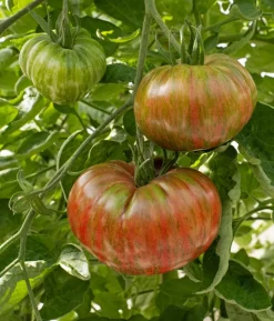 Dehner Premium Samen Fleischtomate 'Cherokee'