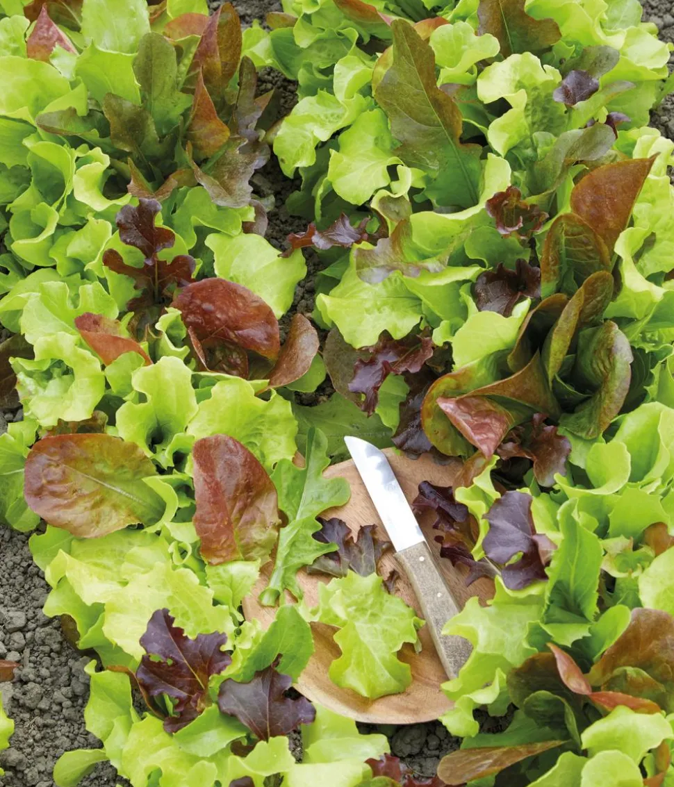 Dehner Premium Samen Pflücksalat Mischung