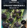 Dehner Premium Samen Sprossenbrokkoli 'Burgundy F1'