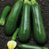 Dehner Premium Samen Zucchini 'Dunja F1'