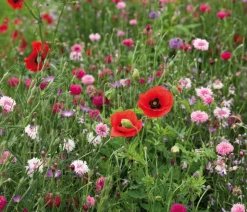 Dehner Saatband Blumenmischung 'Rosa und Rot', L5 m