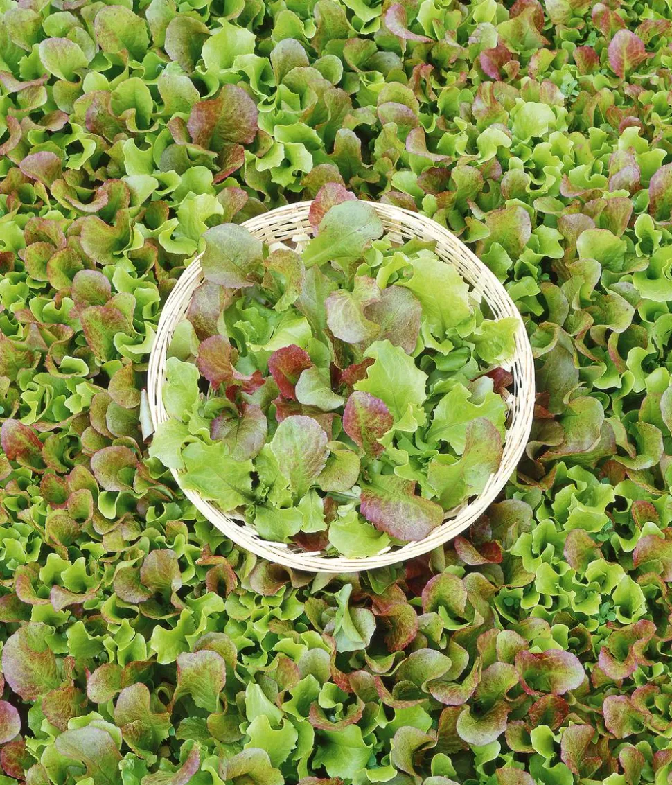 Dehner Saatband Pflücksalat-Mischung 'Fitness Pur', L5 m