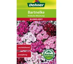 Dehner Samen Bartnelke 'Einfache Prachtmischung'