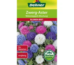 Dehner Samen für Zwerg-Aster 'Blütenteppich-Mischung'