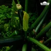 Dehner Samen Zucchini 'Leila'