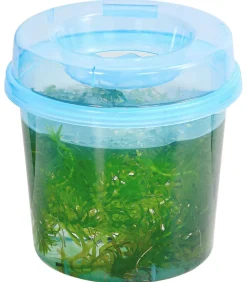 Dichtblättrige Wasserpest