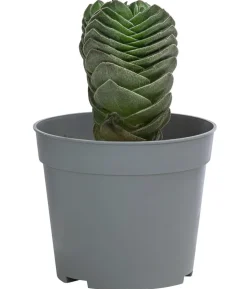 Dickblatt - Crassula pyramidalis 'Buddha's Temple'