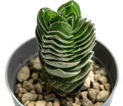 Dickblatt - Crassula pyramidalis 'Buddha's Temple'