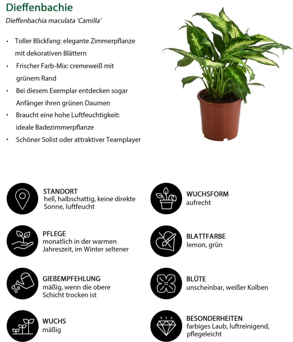 Dieffenbachie - Dieffenbachia maculata 'Camilla'