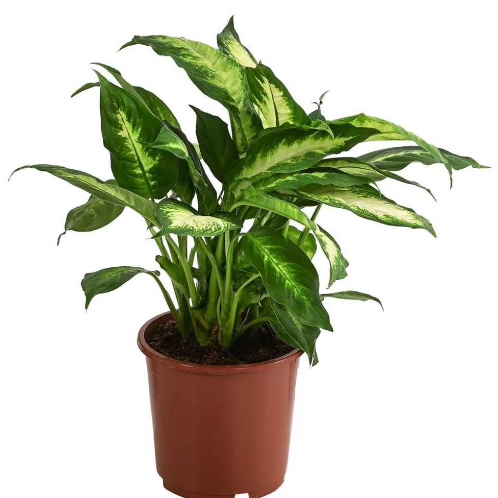 Dieffenbachie - Dieffenbachia maculata 'Camilla'