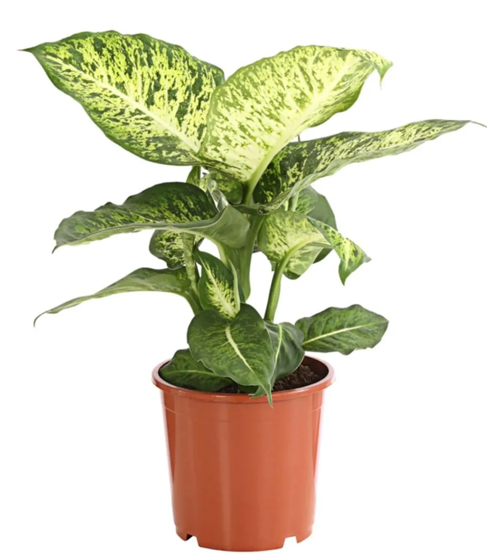 Dieffenbachie - Dieffenbachia 'Mars'