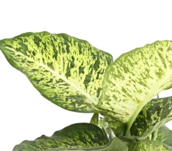 Dieffenbachie - Dieffenbachia 'Mars'