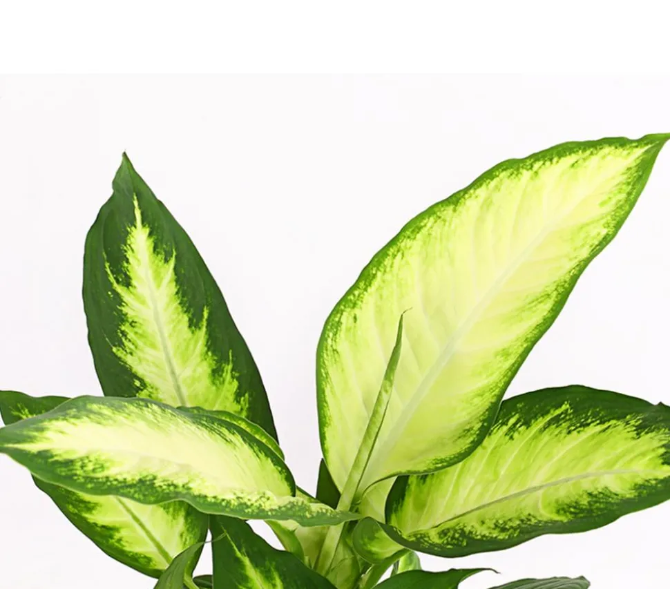 Dieffenbachie - Dieffenbachia maculata 'Camilla'