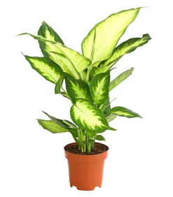 Dieffenbachie - Dieffenbachia maculata 'Camilla'