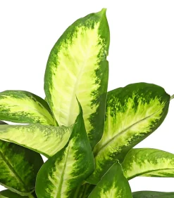 Dieffenbachie - Dieffenbachia maculata, verschiedene Sorten