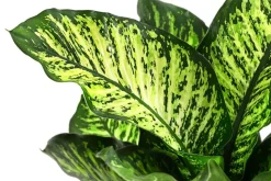 Dieffenbachie - Dieffenbachia seguine 'Maroba'