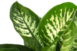 Dieffenbachie - Dieffenbachia 'Tropic'