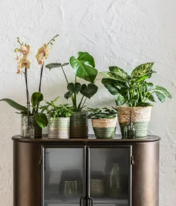 Dieffenbachie - Dieffenbachia seguine compacta