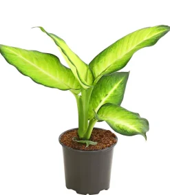 Dieffenbachie - Dieffenbachia maculata, verschiedene Sorten