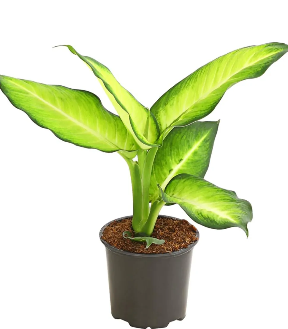Dieffenbachie - Dieffenbachia maculata, verschiedene Sorten