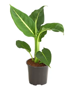 Dieffenbachie - Dieffenbachia maculata, verschiedene Sorten