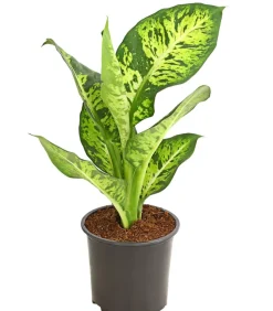 Dieffenbachie - Dieffenbachia maculata, verschiedene Sorten