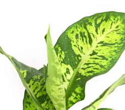 Dieffenbachie - Dieffenbachia maculata, verschiedene Sorten