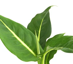 Dieffenbachie - Dieffenbachia maculata, verschiedene Sorten