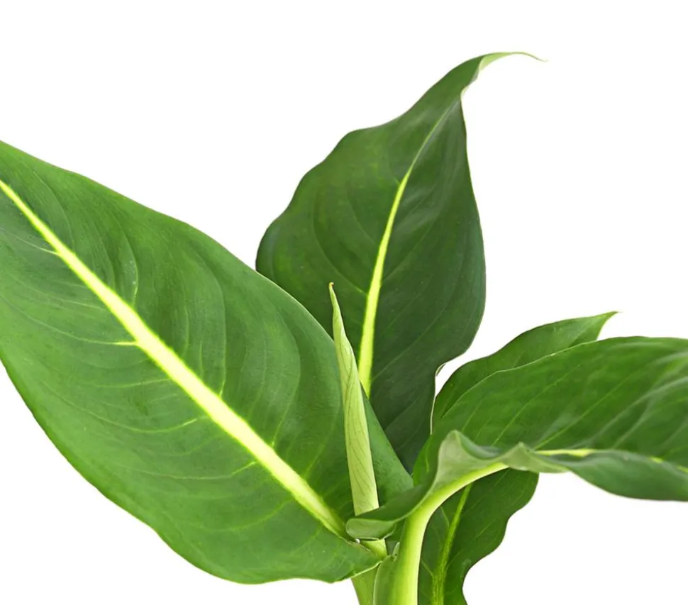 Dieffenbachie - Dieffenbachia maculata, verschiedene Sorten