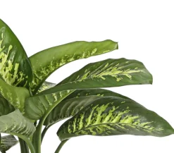 Dieffenbachie - Dieffenbachia amoena 'Reeva'