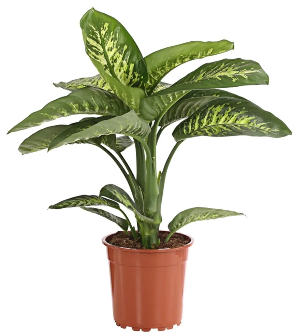 Dieffenbachie - Dieffenbachia amoena 'Reeva'