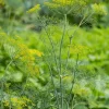 Dill, 6er Schale