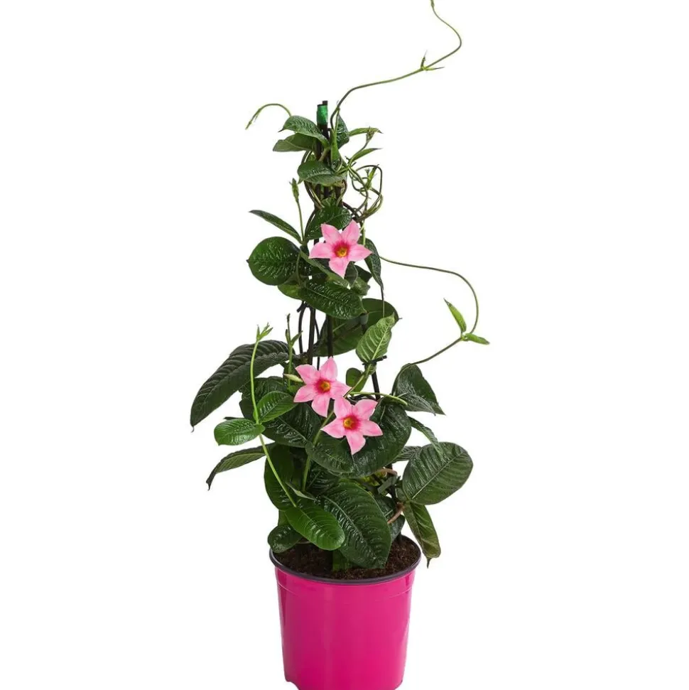 Dipladenie, Pyramide, rosa