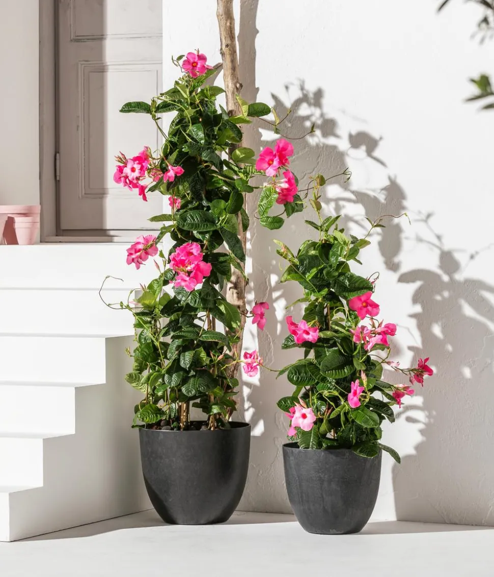 Dipladenie, Pyramide, rosa